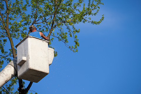 tree trimming hartford md